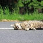 Tragis ! Kucing Hamil Tewas Dilindas Mobil Oknum PNS Angkuh