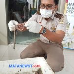 Cacing Nipah Asal Sumut Kembali Mengalir ke Malaysia, Bukti Potensi Ekspor Baru