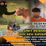 Curi Lembu Masyarakat, Pria Asal Langkat Di Tangkap Polres Tebing Tinggi