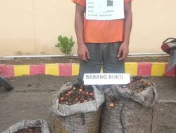 Maling Sawit Diringkus Polsek Bilah Hilir, Pernah Punya Riwayat Kriminal