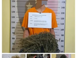 Remaja Nias Selatan Diamankan Sat Narkoba Polres Nisel Atas Kepemilikan Ganja Sebesar 475 Gram