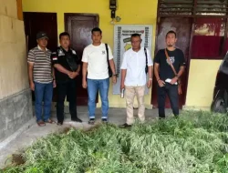 Ladang Ganja Ditemukan di Dolok Silau, Pemilik Melarikan Diri