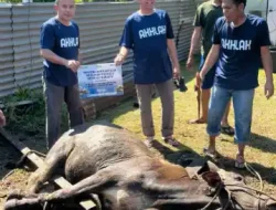 Pelindo Regional 1 Belawan Bagikan Hewan Qurban Semarakkan Idul Adha 1445 H
