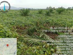 Diduga Ditemani Penggarap Baru, Kelompok Tiomerli Sitinjak Rusak Tanaman Sawit Milik PTPN IV