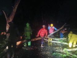 Hujan Deras dan Angin Kencang, Pohon Tumbang di Jalan Proklamasi Stabat, Lalu Lintas Sempat Tersendat