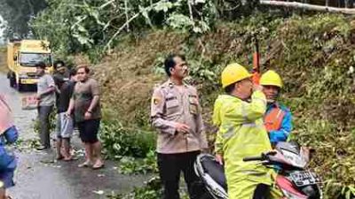 Pohon Tumbang Timpa Tiang Listrik Dan Halangi Badan Jalan Sebabkan Kemacetan