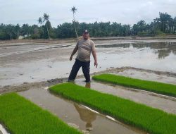 Bhabinkamtibmas Polsek Medang Deras Dukung Ketahanan Pangan Lewat Pengembangan Lahan Pertanian