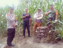 Polsek Bosar Maligas Dukung Ketahanan Pangan di Simalungun dalam Wujudkan Asta Cita Presiden dan Dekatkan Polri dengan Masyarakat