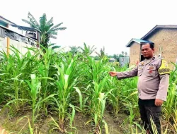 Personel Polsek Medang Deras Dukung Program Ketahanan Pangan 100 Hari Kerja Presiden RI