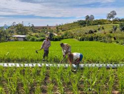 Kolaborasi Polri dan Masyarakat Simalungun Perkuat Ketahanan Pangan Lewat Penanaman Padi Sigambiri