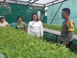 Bhabinkamtibmas Bersama PKK Kahean Panen Sayur Kangkung Hidroponik