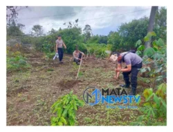 Polsek Pangururan Bantu Persiapan Lahan Ketahanan Pangan di Desa Sijambur