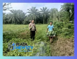 Bhabinkamtibmas Polsek Pangkalan Brandan Turut Panen Semangka di Desa Lubuk Kasih