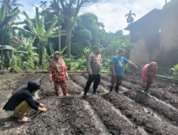 Polsek Siantar Martoba Dorong Ketahanan Pangan Melalui Program P2L di Kelurahan Nagapita