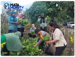 Personil Polsek Lima Puluh Dukung Program Ketahanan Pangan, Panen dan Bagikan Hasil Secara Gratis