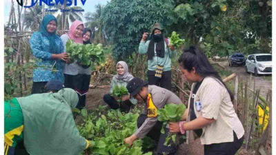 Personil Polsek Lima Puluh Dukung Program Ketahanan Pangan, Panen dan Bagikan Hasil Secara Gratis