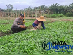Bhabinkamtibmas Polsek Stabat Dorong Ketahanan Pangan di Desa Karang Rejo