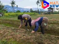 Bhabinkamtibmas Polwan Polsek Bambel Dukung Swasembada Pangan: Cek Lahan dan Bantu Warga Tanam Bibit