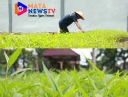 Warga Binaan Lapas Rantauprapat Aktif Rawat Tanaman Pertanian, Bangun Kemandirian dan Keterampilan