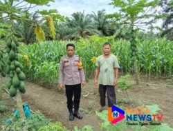Dukung Program Ketahanan Pangan, Polsek Labuhan Ruku Sambangi Petani Jagung di Batubara