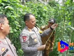 Polres Serdang Bedagai Luncurkan Program Ketahanan Pangan dengan Pembagian Bibit Cabai di Desa Suka Sari