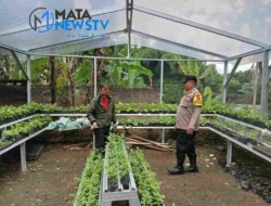 Bhabinkamtibmas Kelurahan Nagapitu Dorong Ketahanan Pangan di Pematangsiantar