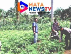 Polsek Labuhan Ruku Dukung Program Ketahanan Pangan, Manfaatkan Pekarangan untuk Tanam Kacang Tanah