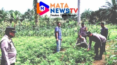 Polsek Labuhan Ruku Dukung Program Ketahanan Pangan, Manfaatkan Pekarangan untuk Tanam Kacang Tanah