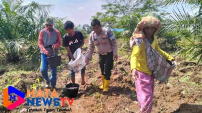 Personel Polsek Indrapura Koordinasi dan Cek Lahan Pekarangan Ketapang untuk Ketahanan Pangan