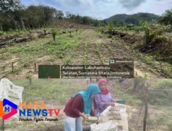 Polres Labuhanbatu Selatan Melakukan Monitoring Penanaman Jagung Serentak Di Kecamatan Silangkitang 
