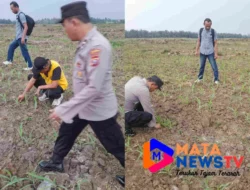 Polres Batubara Dukung Ketahanan Pangan dengan Penanaman Jagung di Perkebunan Dolok Pop