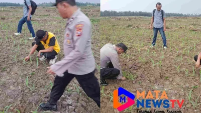 Polres Batubara Dukung Ketahanan Pangan dengan Penanaman Jagung di Perkebunan Dolok Pop
