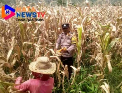 Bhabinkamtibmas Polsek Palipi Bantu Warga Panen Jagung, Beri Motivasi dan Solusi Pertanian