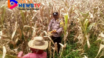 Bhabinkamtibmas Polsek Palipi Bantu Warga Panen Jagung, Beri Motivasi dan Solusi Pertanian
