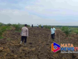 Polres Labuhanbatu Tinjau Program Ketahanan Pangan, 3 Hektar Lahan Jagung Siap Panen