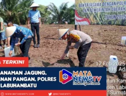 Polres Labuhanbatu Tanam Jagung di Perkebunan PT. Siringo Ringo Dukung Ketahanan Pangan Nasional 2025