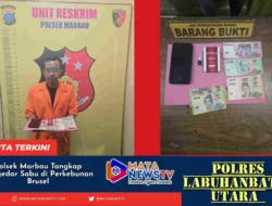 Polsek Marbau Tangkap Pengedar Sabu di Perkebunan Brusel