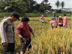 Bhabinkamtibmas Kelurahan Marihat Jaya Bantu Petani Panen Padi di Lahan Sawah Berair