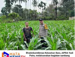 Polsek Siantar Utara Sambangi Petani Jagung, Dukung Ketahanan Pangan Nasional