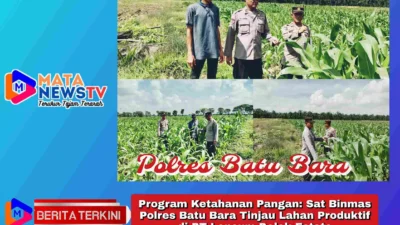 Program Ketahanan Pangan: Sat Binmas Polres Batu Bara Tinjau Lahan Produktif di PT Lonsum Dolok Estate