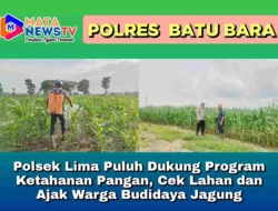Polsek Lima Puluh Dukung Program Ketahanan Pangan, Cek Lahan dan Ajak Warga Budidaya Jagung