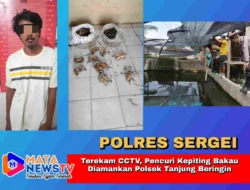Terekam CCTV, Pencuri Kepiting Bakau Diamankan Polsek Tanjung Beringin