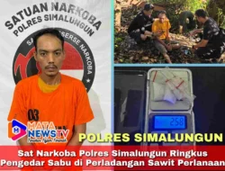 Sat Narkoba Polres Simalungun Ringkus Pengedar Sabu di Perladangan Sawit Perlanaan