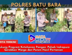 Dukung Program Ketahanan Pangan, Polsek Indrapura Gerakkan Warga dan Panen Hasil Pertanian