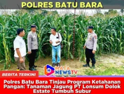 Polres Batu Bara Tinjau Program Ketahanan Pangan: Tanaman Jagung PT Lonsum Dolok Estate Tumbuh Subur