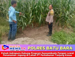 Polsek Indrapura Dukung Program Swasembada Pangan Lewat Penanaman Jagung di Lahan PT Perkebunan Tanjung Kasau