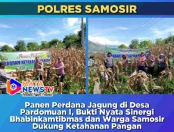 Panen Perdana Jagung di Desa Pardomuan I, Bukti Nyata Sinergi Bhabinkamtibmas dan Warga Samosir Dukung Ketahanan Pangan