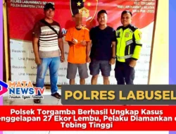 Polsek Torgamba Berhasil Ungkap Kasus Penggelapan 27 Ekor Lembu, Pelaku Diamankan di Tebing Tinggi
