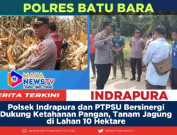 Polsek Indrapura dan PTPSU Bersinergi Dukung Ketahanan Pangan, Tanam Jagung di Lahan 10 Hektare