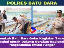 Pemkab Batu Bara Gelar Kegiatan Tanam Cabai Merah Dukung Gerakan Nasional Pengendalian Inflasi Pangan